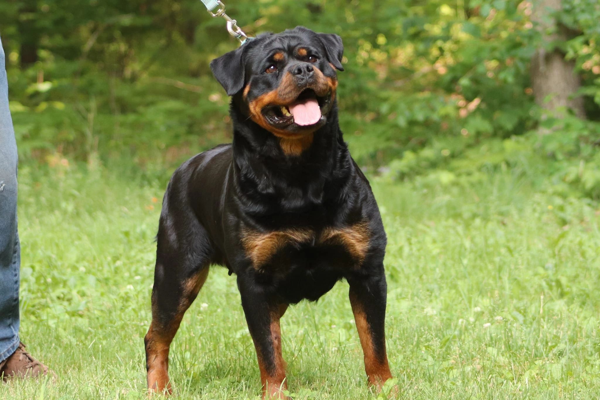 Asgard Rottweiler Kennels